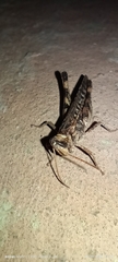 Acrididae