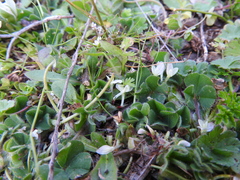 Trifolium subterraneum