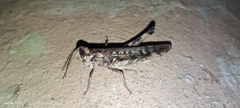Acrididae