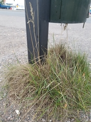 Poaceae