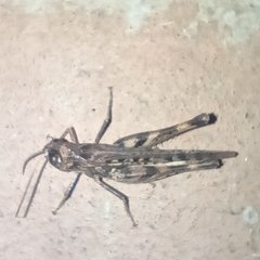 Acrididae