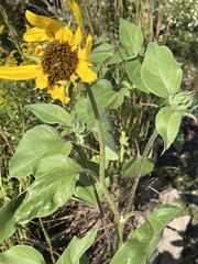 Helianthus