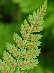 Dryopteris intermedia