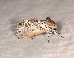 Harrisimemna trisignata