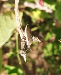 Catorhintha selector