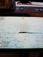 Balaenoptera acutorostrata