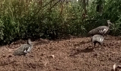 Bostrychia carunculata