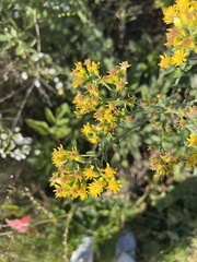 Solidago rigida