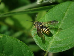 Paranthidium gabbii