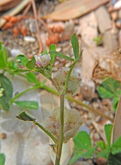 Trifolium tomentosum
