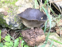 Dissingia leucomelaena