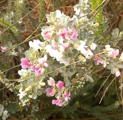 Podalyria myrtillifolia