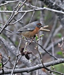 Microspingus erythrophrys