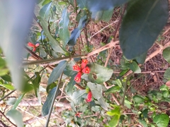 Burchellia bubalina
