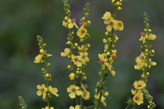 Verbascum nigrum