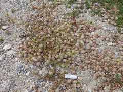 Trifolium tomentosum