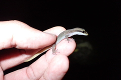 Dixonius melanostictus