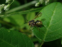 Paranthidium gabbii