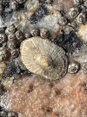 Siphonaria naufragum
