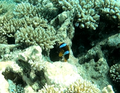 Amphiprion akindynos