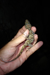 Cyrtodactylus chanhomeae