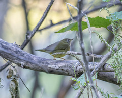 Oporornis agilis