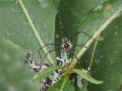 Mitopus