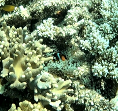 Amphiprion akindynos