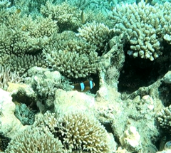 Amphiprion akindynos