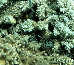 Amphiprion akindynos