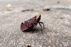 Penthicodes atomaria