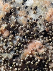 Amphibalanus improvisus