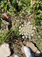 Daucus carota