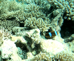 Amphiprion akindynos