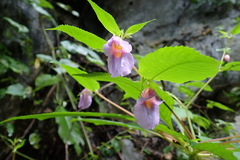 Impatiens charanii