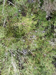 Serruria gremialis