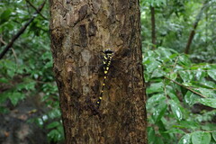 Ictinogomphus decoratus