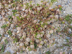 Trifolium tomentosum