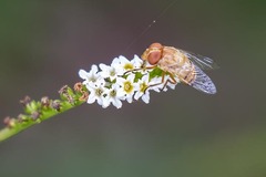 Copestylum sexmaculatum