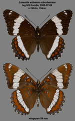 Limenitis arthemis rubrofasciata