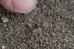 Alloniscus perconvexus