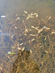 Potamogeton