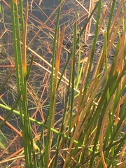 Eleocharis cellulosa