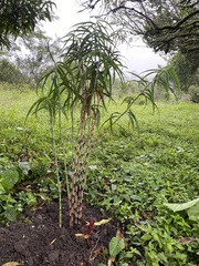 Costus stenophyllus