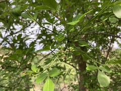 Trichilia havanensis