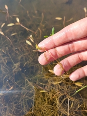 Potamogeton