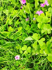 Oxalis articulata