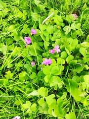 Oxalis articulata