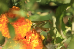 Mantis religiosa religiosa