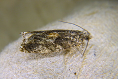 Epinotia nisella